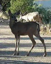 Mule deer