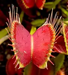 Venus flytrap plant