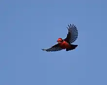 Flying bird on blue sky