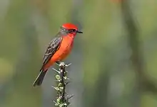 Bird on thorny branch