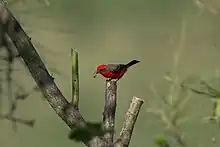 Bird in tree with insect in mouth