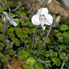 Veronica jovellanoides