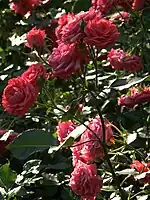 Rose 'Katja', (Verschoren, 1970)