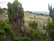 Vertical bog on Mount Kenya on the Naro Moru Route.