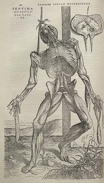 Image 42Vesalius's intricately detailed drawings of human dissections in Fabrica helped to overturn the medical theories of Galen. (from Scientific Revolution)