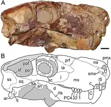 Skull and sclerotic ring of the gorgonopsian therapsid Viatkogorgon.