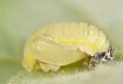 Pupa