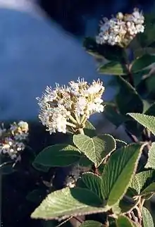 Viburnum maculatum endemic snowball from Orjen