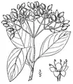 1913 Illustration