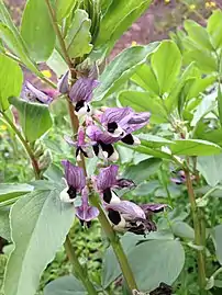 Broad bean flowers