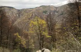 Trees and mountains in autumn