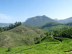 View of Kannan Devan Hill