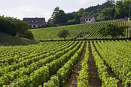 Vineyards in Volnay