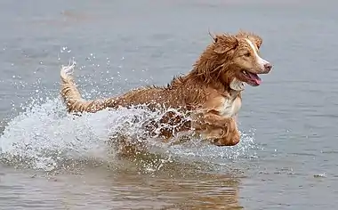 Image 8Nova Scotia Duck Tolling RetrieverPhoto: KallernaThe Nova Scotia Duck Tolling Retriever is a medium-sized retriever dog breed that originated in southwestern Nova Scotia, Canada. It is named for its ability to lure waterfowl within gunshot range, called "tolling". It is particularly suited for retrieving in cold water climates because of its water-repellent double coat.More selected pictures