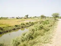 Fields in Syed Matto Shah