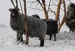 Sheep on Grytøya