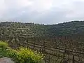 Vineyard in early Spring, southeast of Moshav Mata