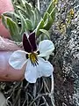 White flower form