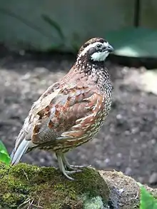 Bobwhite Quail