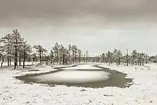 Viru Bog in winter