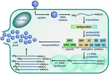 Picornavirus replication cycle