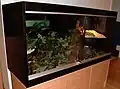 Vivarium with epoxy-coated plywood walls.