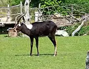 Brown and white bovid