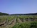 Vineyards