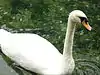 Vrelo Bosne Swans