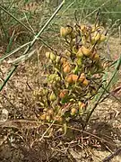 W. paniculata fruiting