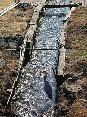 A large bluish-grey bird with a crooked neck and an orange bill wades in a water course perhaps 2 feet (0.61 meters) wide. The water, which passes under a wooden footbridge upstream of the bird, is confined by low wooden retaining walls.