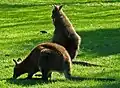 Red-necked wallaby