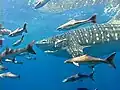 Whale shark at Phi Phi Island