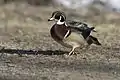 A male bird walking