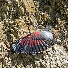 Showing wing colouration