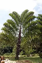 Wallichia disticha leaves are arranged in two ranks