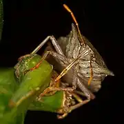 Imago, front view