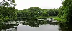 A small pond surrounded by trees