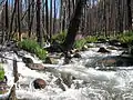 Warm Spring Creek in White Cloud Mountains