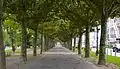 A treed promenade of the Warmer Damm, running adjacent to Wilhelmstraße