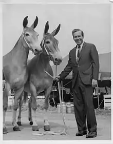 Missouri Governor Warren Hearnes with champion mules at 1969 state fair