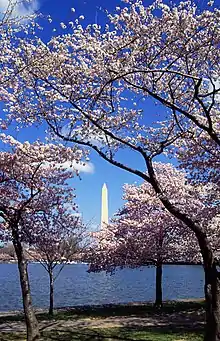 The Tidal Basin with cherry blossoms (April 1999)