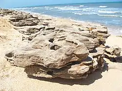 Coquina outcropping on the beach