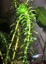 Elodea densa