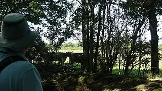 Watching longhorn cattle from footpath