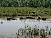 Chippenham Fen