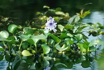 Image 17Common water hyacinth in flower (from River ecosystem)