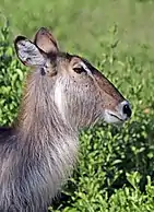 Female K. e. ellipsiprymnus, Zimbabwe