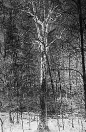 A black and white image of an American sycamore, possibly the Webster Sycamore, taken around 1920