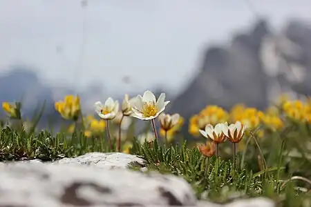 Dryas octopetala – mountain avens